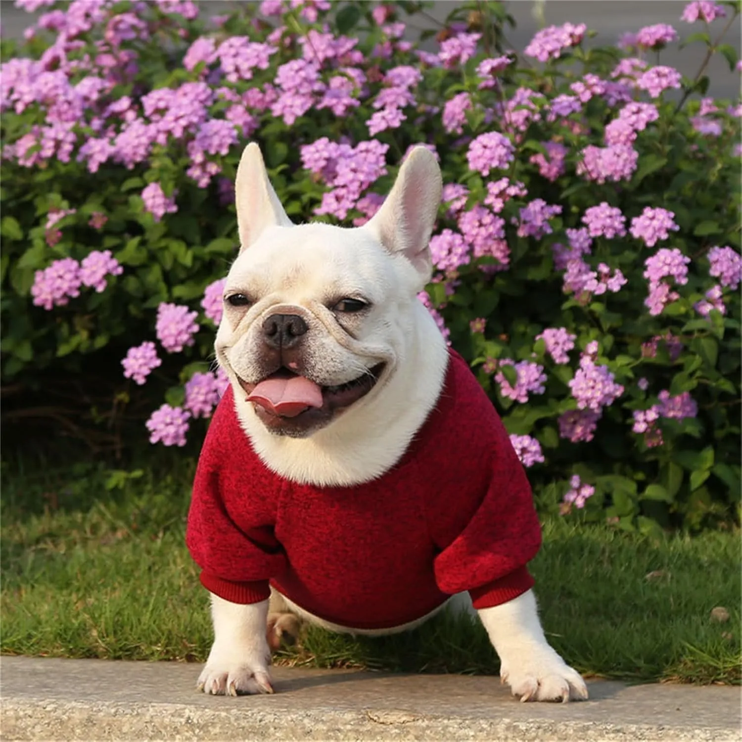 Dog Sweaters for Small/Medium/Large Dogs Stylish Cat Sweater Warm Pet Apparel for Spring/Fall/Winter(Wine red, L)