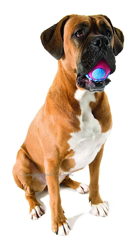 Dog toys: For Pups!