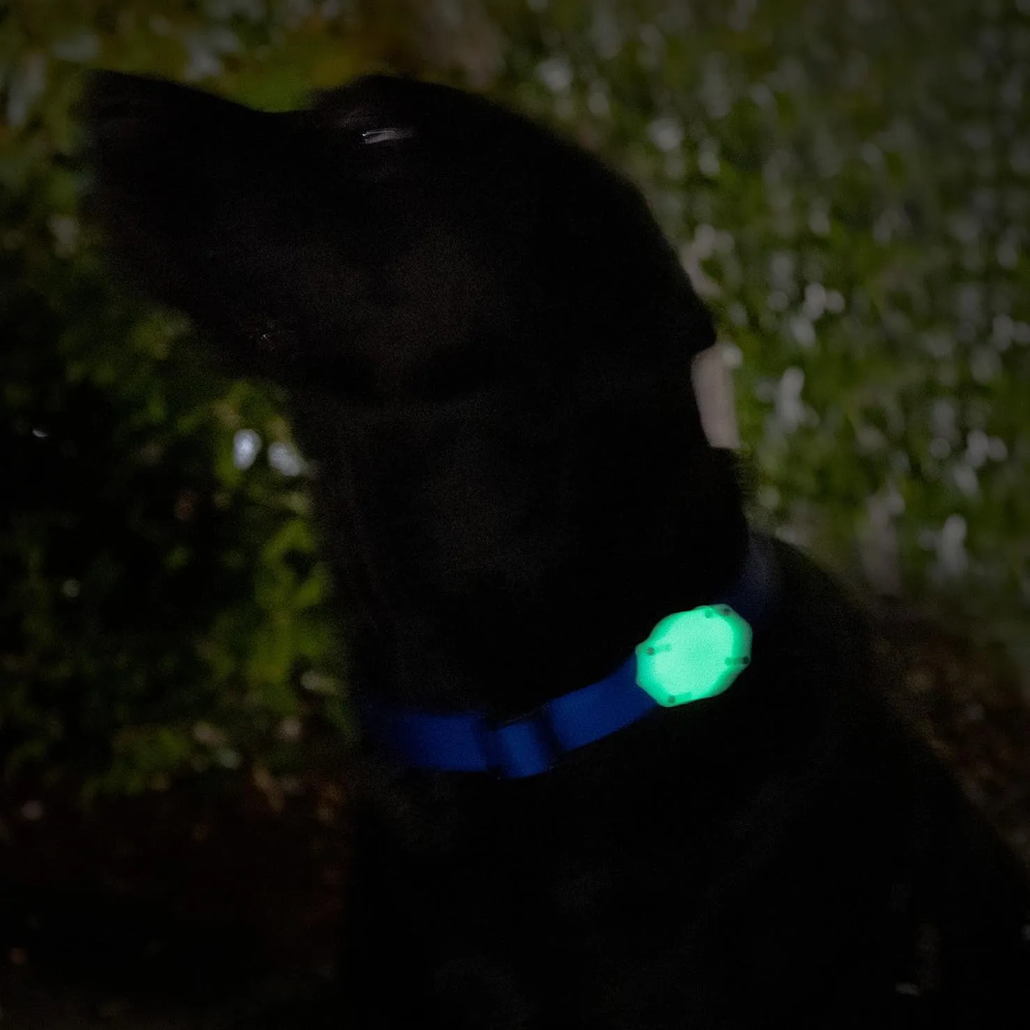 Elevation Lab TagVault AirTag Dog Collar Mount (Pack of 2), IP68 Waterproof, Doesn't Dangle, Fits All Width Collars, Elevation Lab - Glow in The Dark