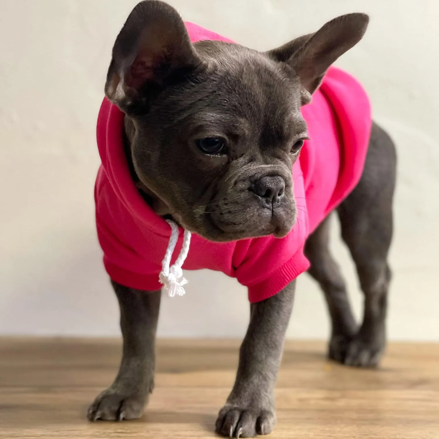 Free Kisses Dog Hoodie Fleece Lined Pullover Sweatshirt with Leash Hole (Grey, 6X-Large 727)