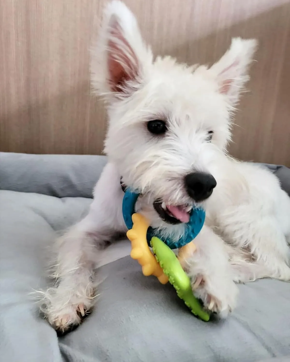 Nylabone Teething Rings Power Chew Toy for Dogs, Dog Toys for Aggressive Chewers, Bacon Flavor, Small - Up to 25 Ibs, 1 Count