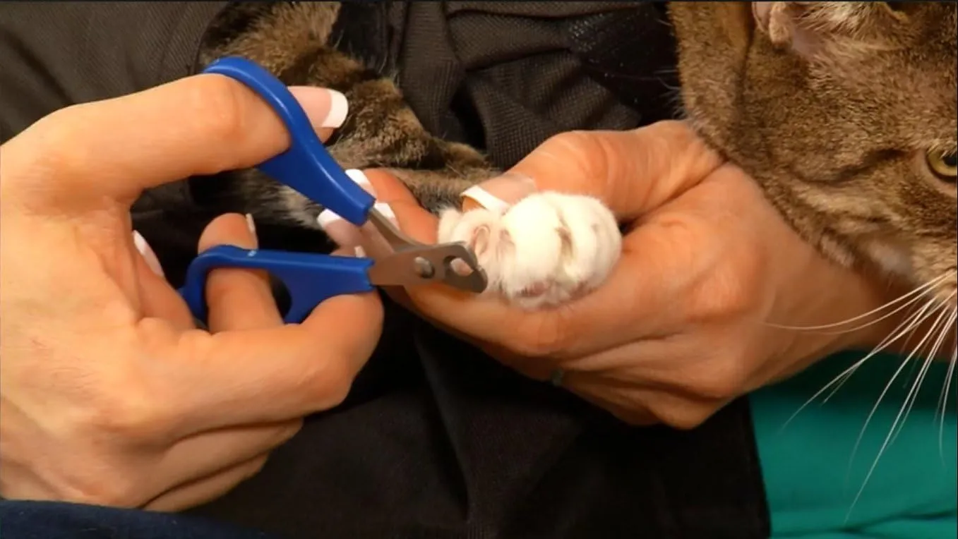 PurrFect Pouch The Original AS SEEN ON TV. Comfy Soothing Cat Carrier
