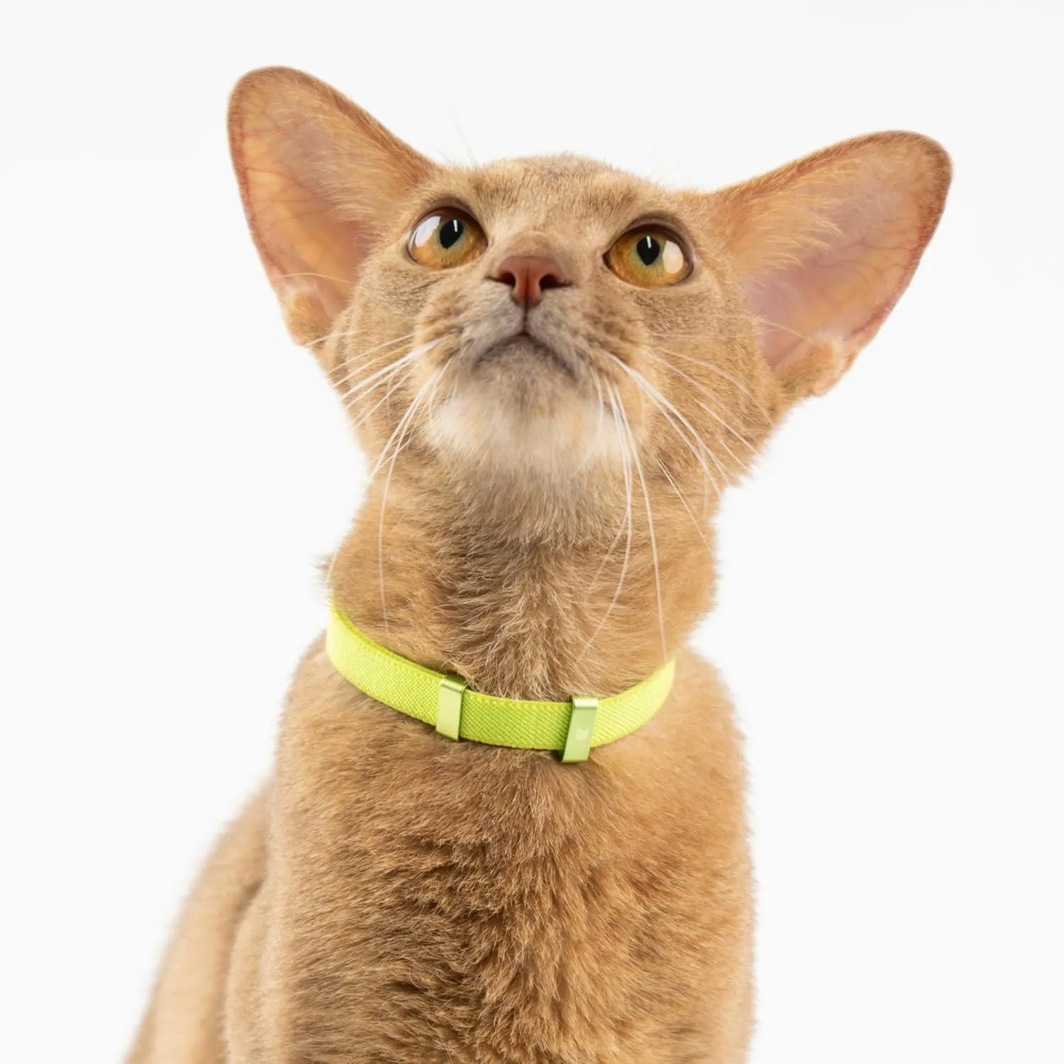 Safety Cat Collar - U.S. IDA Gold Awarding Design, Stretch Elastic Quick Release, Non Breakaway - Light Weight for Kitten, Neck Fit 5.9'-11.8' for All Small Large Cat,S(Lime Green)